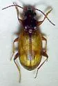 Bembidion obscurellum - photo 2