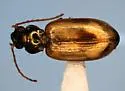 Bembidion obscurellum - photo 3