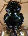 Bembidion obscurellum - photo 5
