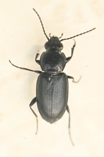 Bembidion obtusangulum - photo 2