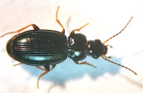 Bembidion obtusum