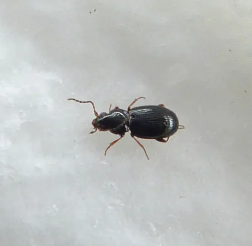 Bembidion obtusum - photo 2