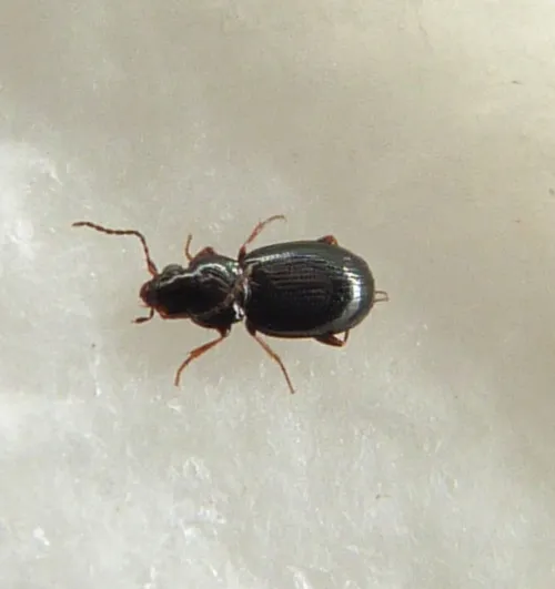 Bembidion obtusum - photo 3