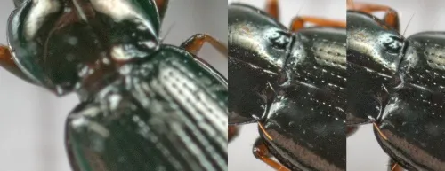 Bembidion obtusum - photo 4