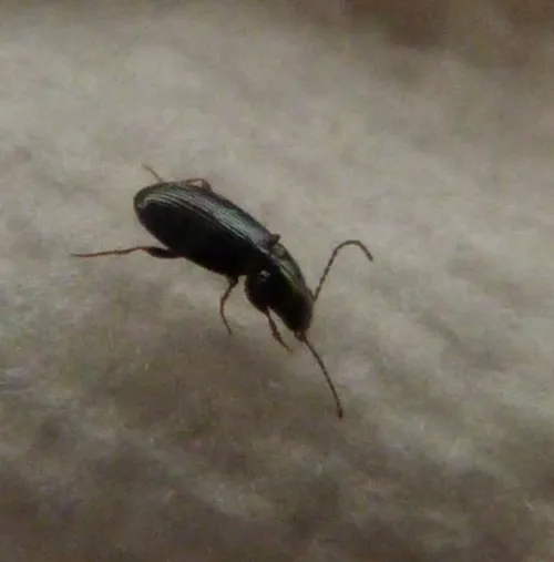 Bembidion obtusum - photo 5