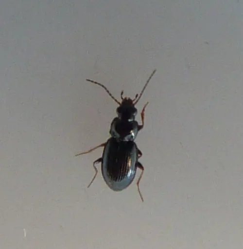 Bembidion obtusum - photo 6