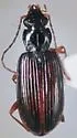 Bembidion ozarkense - Bembidion ozarkense