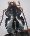 Bembidion ozarkense - photo 2