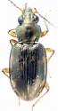 Bembidion patruele
