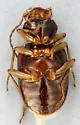 Bembidion patruele - photo 2