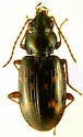 Bembidion patruele - photo 3