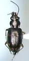 Bembidion patruele - photo 4