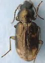 Bembidion patruele - photo 5