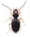 Bembidion pedicellatum - Bembidion pedicellatum