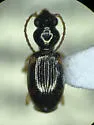 Bembidion pedicellatum - photo 2