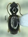 Bembidion pedicellatum - photo 3