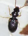 Bembidion pedicellatum - photo 4