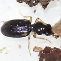 Bembidion pedicellatum - photo 5