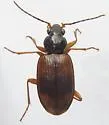 Bembidion perspicuum - Bembidion perspicuum