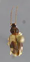Bembidion perspicuum - photo 2