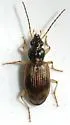 Bembidion perspicuum - photo 3