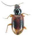 Bembidion perspicuum - photo 4