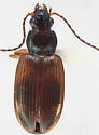 Bembidion perspicuum - photo 5