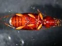 Bembidion petrosum - photo 2