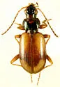 Bembidion petrosum - photo 3