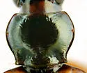 Bembidion petrosum - photo 4