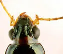 Bembidion petrosum - photo 5