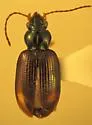 Bembidion plagiatum