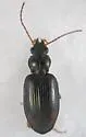 Bembidion plagiatum - photo 2
