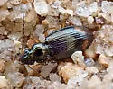 Bembidion plagiatum - photo 4