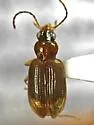 Bembidion plagiatum - photo 5