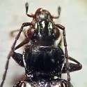 Bembidion planatum - photo 2