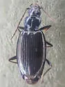 Bembidion planatum - photo 3
