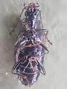 Bembidion planatum - photo 4