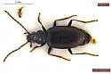 Bembidion planiusculum - photo 2