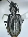 Bembidion planiusculum - photo 3