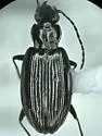 Bembidion planiusculum - photo 4