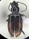 Bembidion planiusculum - photo 5