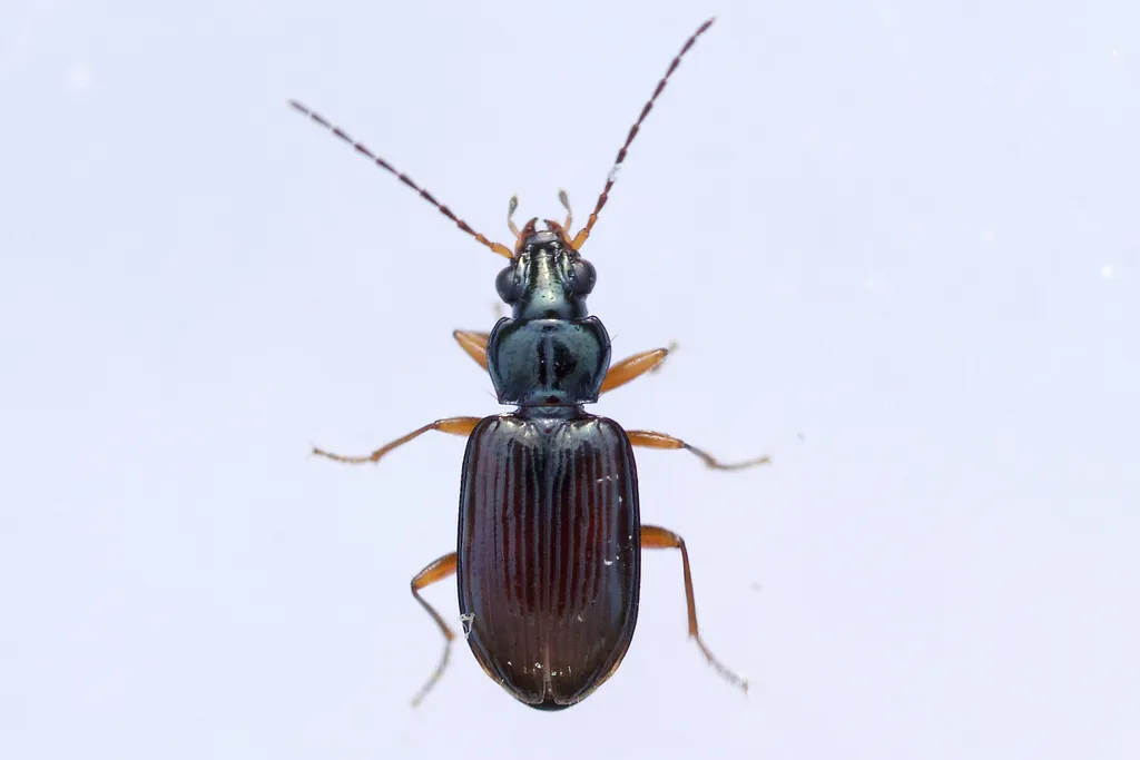 Bembidion planum - photo 2