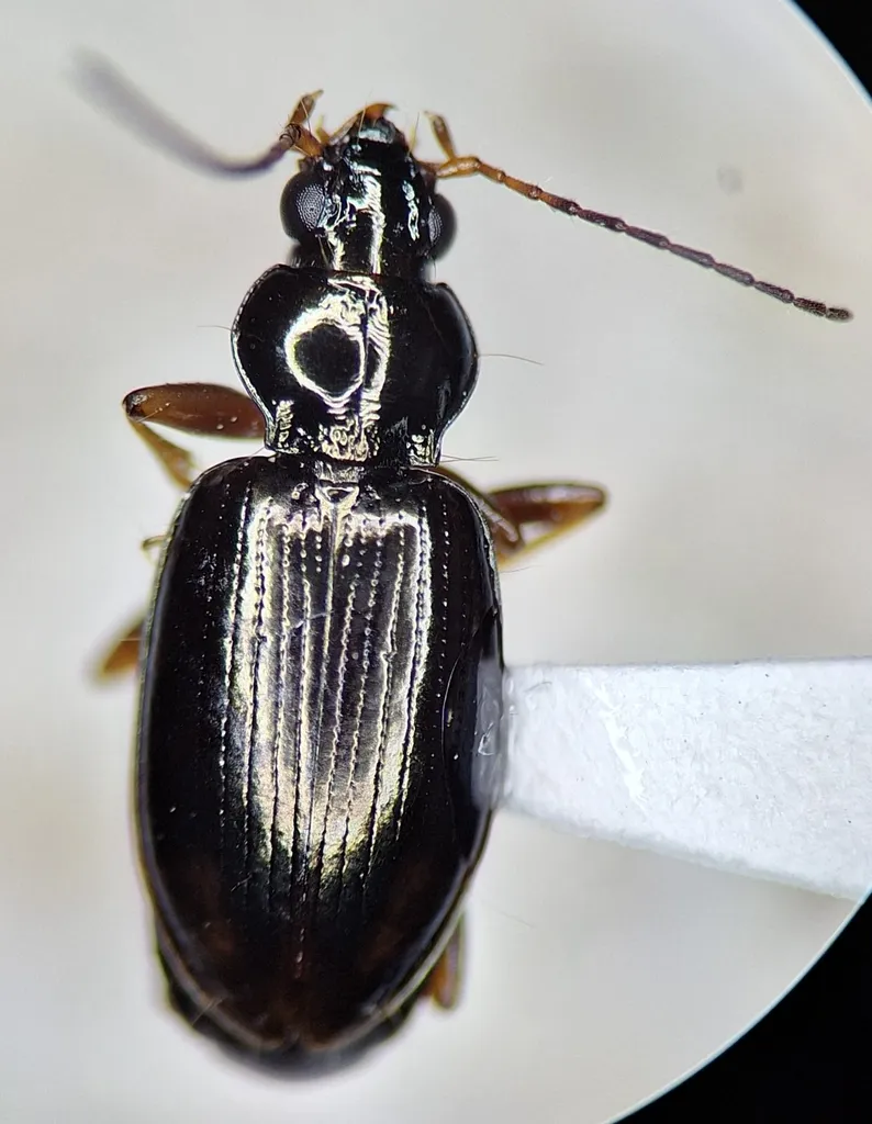 Bembidion platynoides - photo 2
