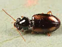 Bembidion poculare