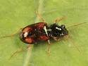 Bembidion poculare - photo 2