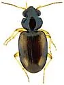 Bembidion poculare - photo 3