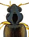 Bembidion poculare - photo 4