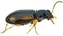 Bembidion poculare - photo 5