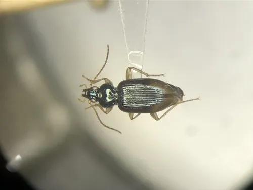 Bembidion postremum - Bembidion postremum